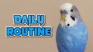 A Day In The Life Of My Bird