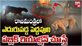 పెద్దపులిని చూడగానే Diwancheruvu Tiger Visuals Exclusive Video | East Godavari Tiger News | BIG TV