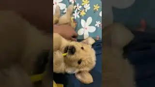 #puppy#rhythem#music#beats#tunned#melody#singer#listner