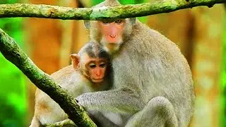ELLIS MONKEY WAS BLOCKED MILK BY MOM ELSA MONKEY, LOOK SO POOR!