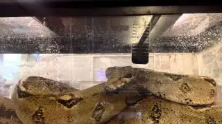 Captive creatures Episode 3: Zeus