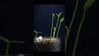 Tomato Seeds  Growing Time-lapse  🌿🌏🌘