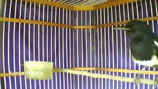 KACER ini Belum NGEPLAY, Tapi Kicaunya MAMPU Memikat KACER lain GACOR