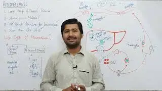 7.4 kingdom protista| Apicomplexans | Life Cycle of Plasmodium