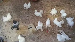 LIVE Pigeons 🕊️ Peaceful Bird Watching | Real-Time Nature Stream&rdquo;