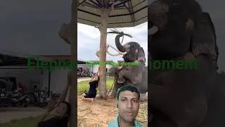 Elephant funny moment #elephantfunny #elephantlove #elephantlife