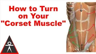 The Most Important Core Abdominal Muscle for FItness