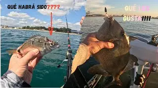 💯🔥Pesca en el Estrecho de Gibraltar con muchísima actividad‼️🔥🔥