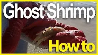 How to catch ghost shrimp (Sand Shrimp)