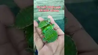 red ear slider turtle only 1200 pair all india delivery!!!