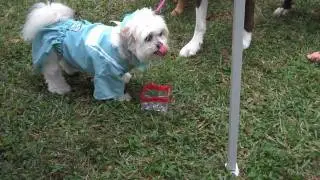 DoggyBaby - Sharing the Bowl