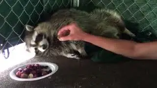 Spoiling a RACCOON