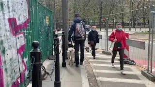 Guide dog Ami - a few challenges from one training session