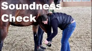 Equine Care - Soundness Check