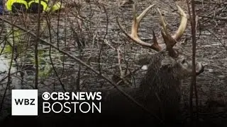 Deer rescued from ice in Massachusetts and more top stories