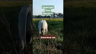 chique demais #boi #pecuaria #nelore #gadodecorte #gado #bovinos #pecu&aacute;ria #sitio #touro #reprodutor