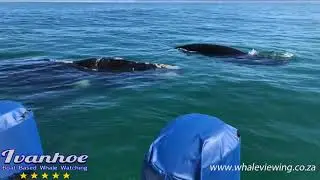 South Africa is Travel Ready - Whale watching season has started