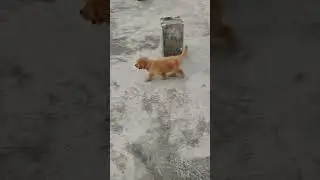 Matak matak walk#simba #goldenretriever #funnyvideo #shorts#viralshortvideo #pets