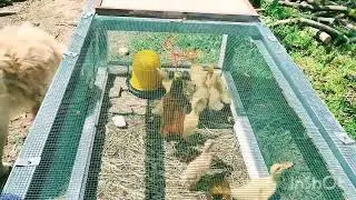 ducklings moved into a new cage
