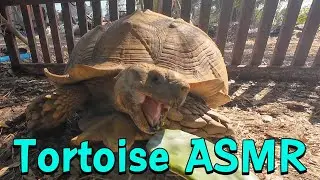 Tortoise ASMR: Eating cactus pads.