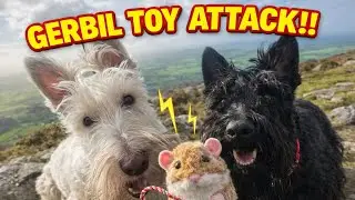 Scottie Dogs vs Pull String Toy 