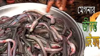 প্রচন্ড শীতে জমেছে মেঘনার মাছের বাজার /River  fish market/নদী পাড়ের মাছের বাজার/মেঘনার ছোট বড় মাছ