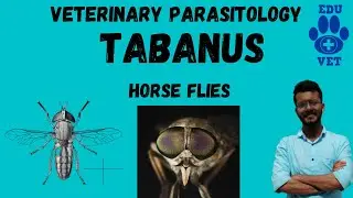 Табанус-Слепень-Ветеринарная паразитология