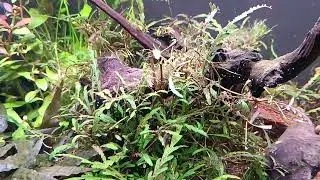 Asie - AquaGrower