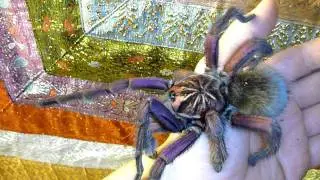 Platiomm.MOV