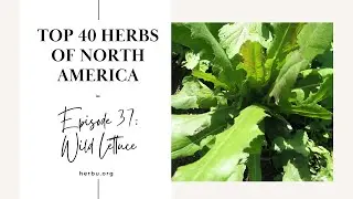 Wild Lettuce - Top 40 Herbs of North America - Part 37