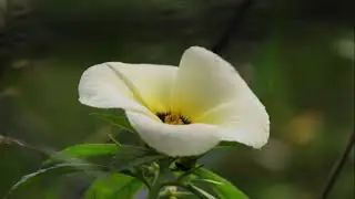 flowers photo album