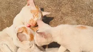 TRIO LOVE 😻 | MeowmentsofCats #cats #viralvideo #love #fypyoutube #kittens #allah 