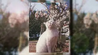 [Free] Tame Impala x Frank Ocean Type Beat - Cherry Blossoms
