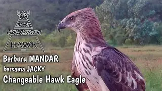 Hunting with Changeable Hawk Eagle Light Morph (CHE LM) #3