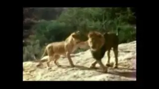 El leon christian(historia super completa)