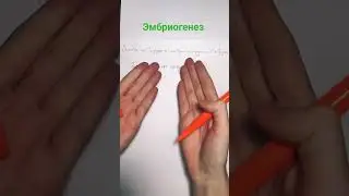 Эмбриогенез #биология#егэ