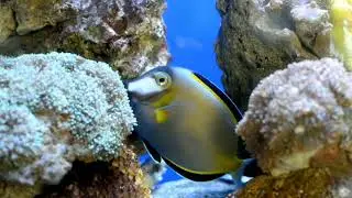 Close Up Of A Blue Tang Fish Underwater! Cool Underwater Marine Life!