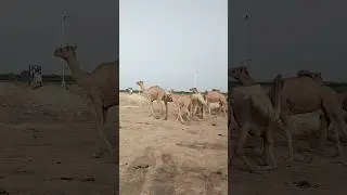 A lame camel is going along with the herd of camels#animals #camelculture #naturelovers #automobile