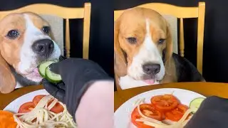 cute beagle eats so deliciously oh my god it smells delicious