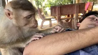 Obedient Zueii Monkey Grooming My Arm| ASMR Monkey Grooming