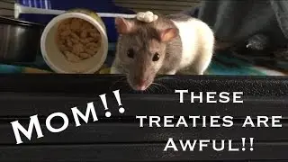 Rattie Nonnie Says the Treats Suck! (pet rat videos)