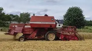 Massey Ferguson 186 harvest żniwa 2024 cz.1