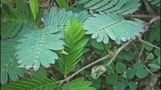 🌿Sleeping Beauty 🌿 Plant (Mimosa Pudica)' ... or, 