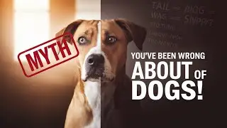 7 Myths About Dog Behavior Busted