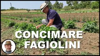 CONCIMARE I FAGIOLINI (fertilize green beans, fertilizar judías verdes)