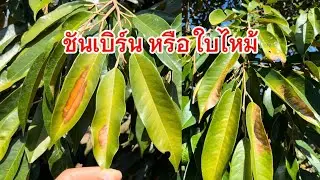 Ep.279 ทุเรียนเป็นชันเบิร์น หรือใบไหม้ ใบเหลือง ไม่มียารักษา มีแต่แนวทางป้องกัน