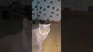 Дать шанс🤪🤔😂#shorts #style #cat #shortvideo #memes #video #юмор #смех #приколы #мем #кот #позитив