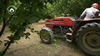 Tecniche agronomiche e gestione annuale dei noccioleti: trinciatura e spollonatura