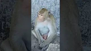 Monkeys vs Goats?! 🐒🐐 Incredible Wildlife Moments Caught on Camera