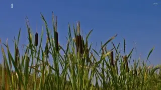 Typha: The Common Cattail